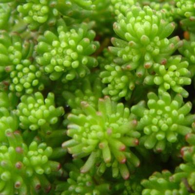 Sedum lydium