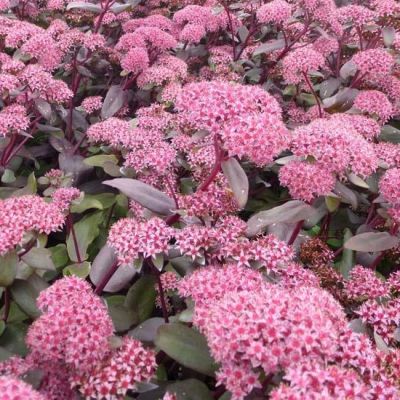 Sedum 'Purple Emperor'