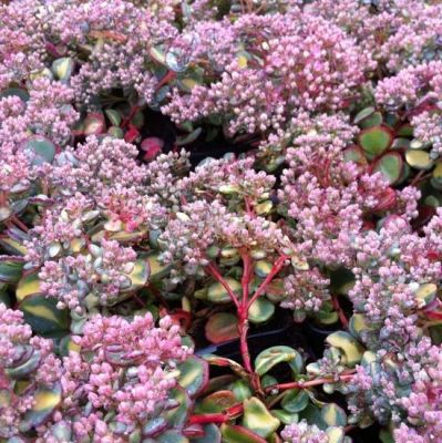 Sedum sieboldii ‘Mediovariegata’