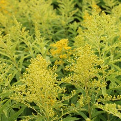 Solidago ‘Golden Mosa’