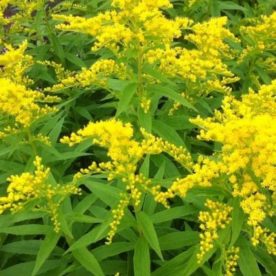 Solidago ‘Strahlenkrone’