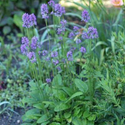 Stachys monieri 'Hummelo'