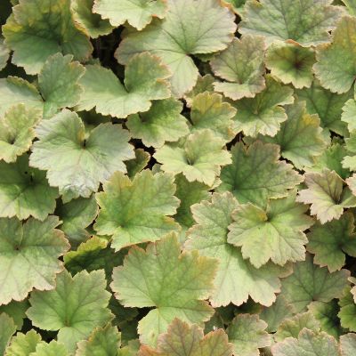 Tellima grandiflora ‘Rubra’