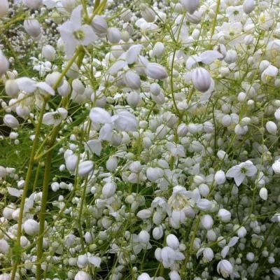 Thalictrum 'Splendide White'®'