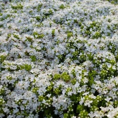 Thymus praecox ‘Albiflorus’