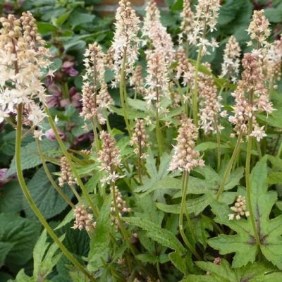 Tiarella ‘Skeleton Key’