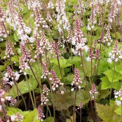 Tiarella ‘Tiger Stripe’