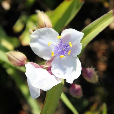 Tradescantia (A) ‘Osprey’