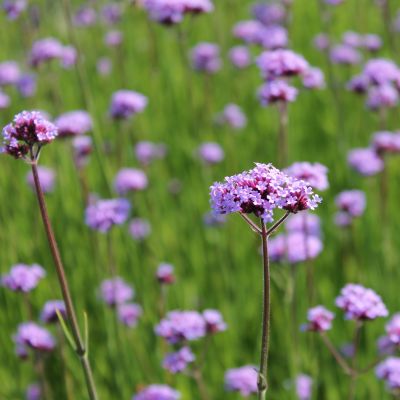 Verbena bonariensis