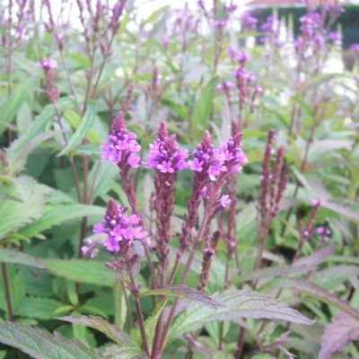 Verbena hastata ‘Blue Spires’