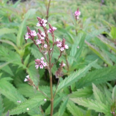 Verbena hastata ‘Pink Spires’