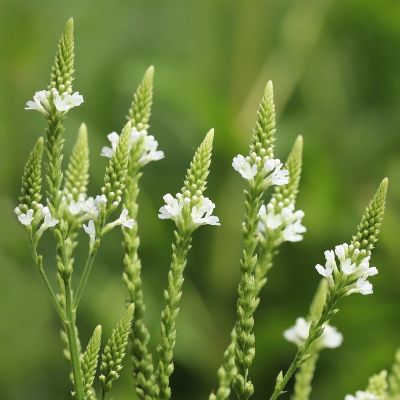 Verbena hastata ‘White Spires’