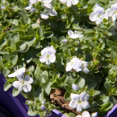 Veronica repens