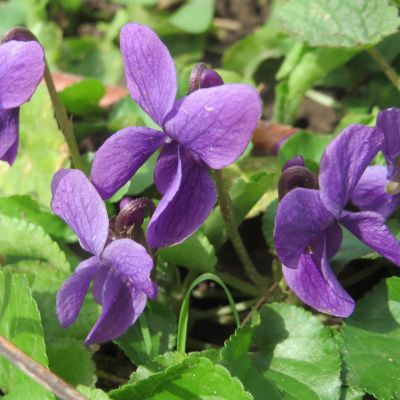 Viola odorata