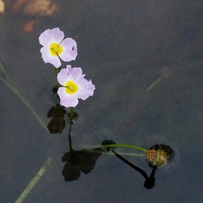 Baldellia ranunculoides