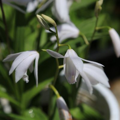 Bletilla striata ‘Alba’