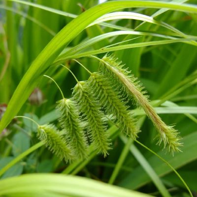 Carex pseudocyperus