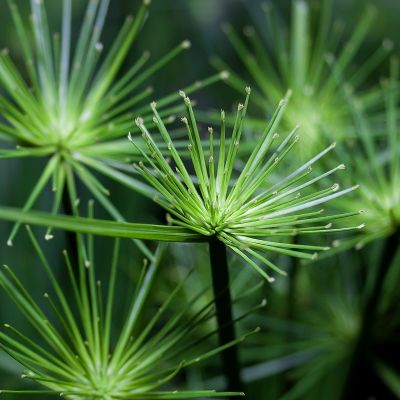 Cyperus glaber