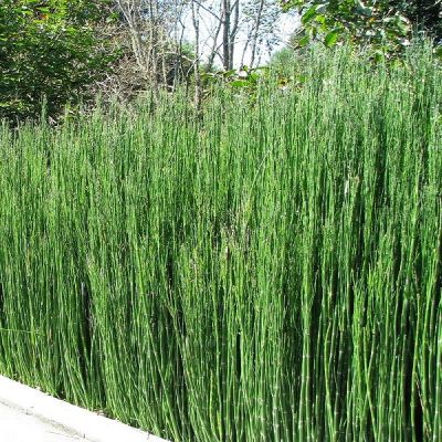 Equisetum japonicum