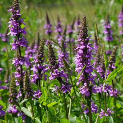 Stachys palustris