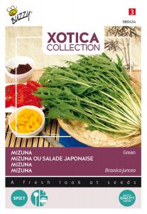 Buzzy Xotica Mizuna, Japanse salade