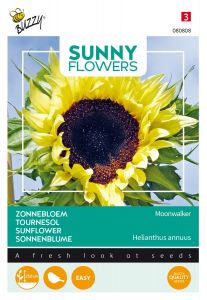 Buzzy Sunny Flowers, Zonnebloem Moonwalker