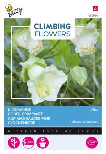 Buzzy Climbing Flowers, Cobaea Alba Wit