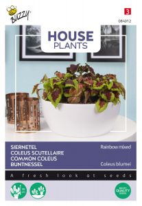 Buzzy House Plants Coleus, Siernetel Rainbow mix