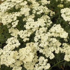 Achillea ‘Albaster'