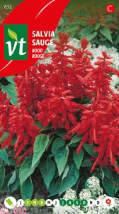 Salvia Splendens Rood