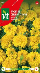 Tagetes Lage Geel