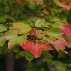 Acer buergerianum