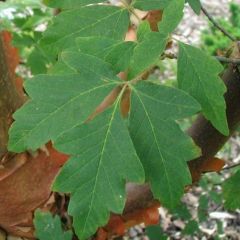 Acer griseum