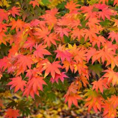 Acer palmatum 