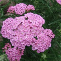 Achillea millefolium ‘Apple Blossom’