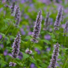 Agastache ‘Black Adder’