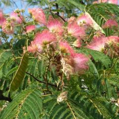 Albizia julibrissin 'Rosea'