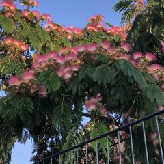 Albizia 'Ombrella' (=BOUBRI'®)