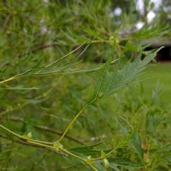 Alnus glutinosa 'Imperialis'