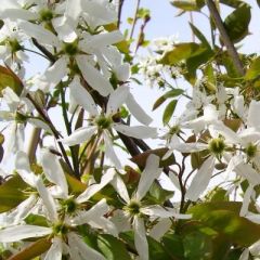 Amelanchier 'Ballerina' 