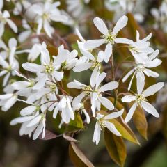 Amelanchier lamarckii