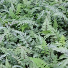 Athyrium niponicum 'Metallicum'