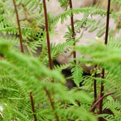 Athyrium filix-femina 'Rotstiel'