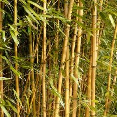 Phyllostachys aureosulcata ‘Aureocaulis’