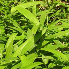 Sasaella ramosa (Pleioblastus v.-s. ‘Vagans’)