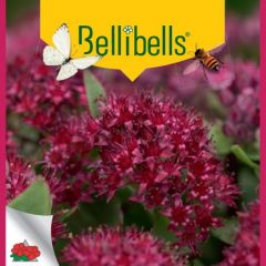 Sedum telephium 'Red'  X 15