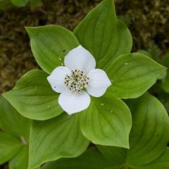 Cornus canadensis