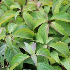 Cornus sericea 'Kelsey's Dwarf'