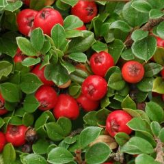 Cotoneaster dammeri