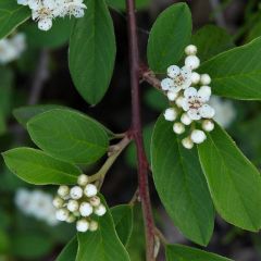 Cotoneaster dammeri 'Major' (=Radicans)